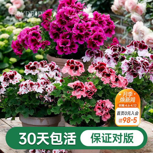 海蒂的花园天竺葵植物阳台四季