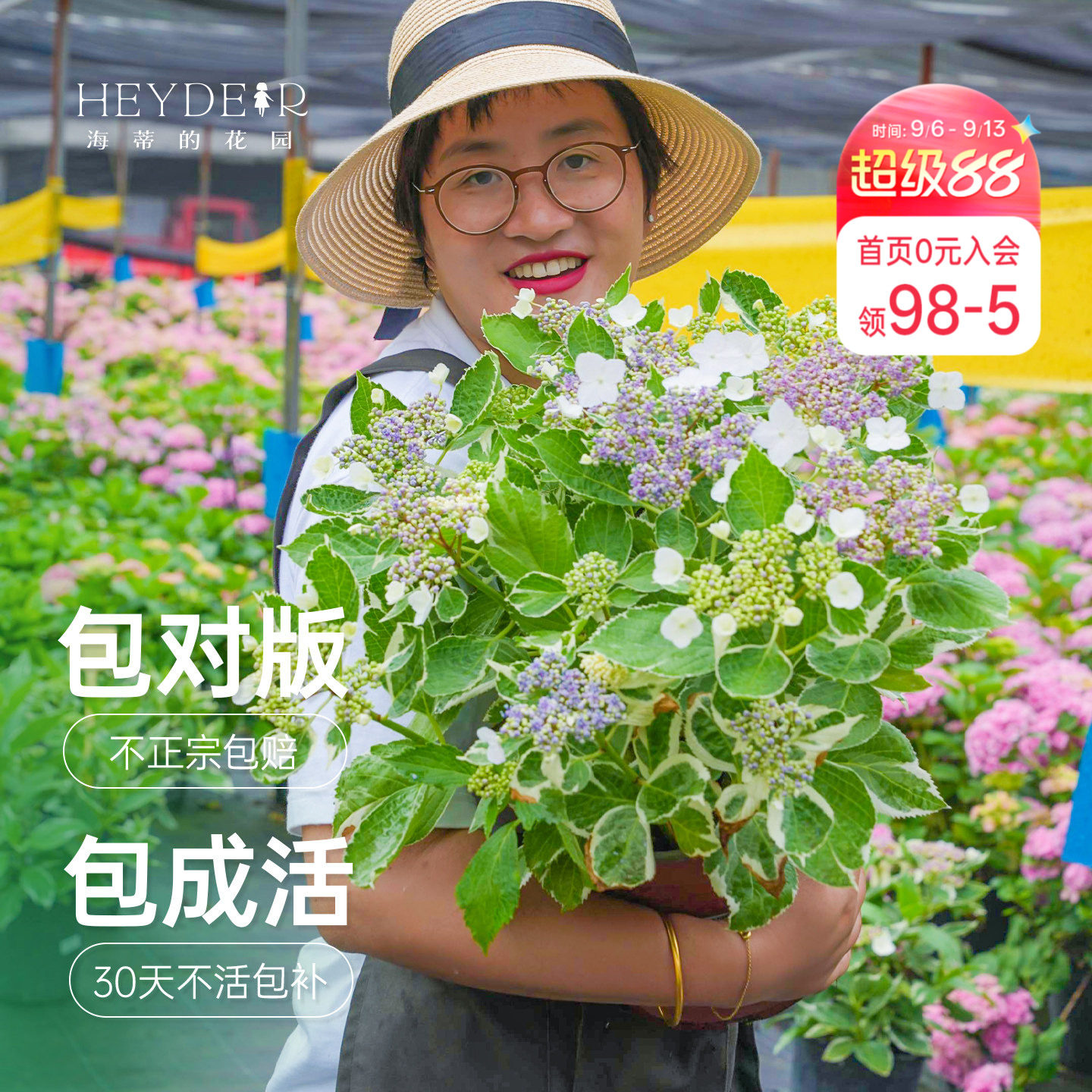 海蒂的花园银边绣球观叶观花耐阴图片