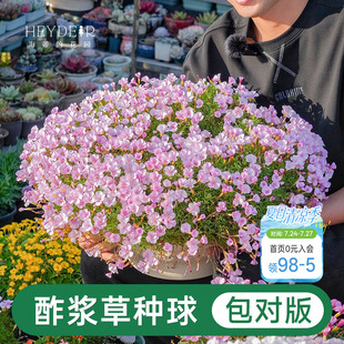 海蒂的花园酢浆草盆栽苗易开花阳台栽种庭院多年生花卉植物花期长