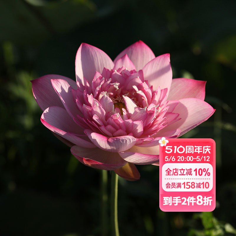 1-2CM ɫϵŮ ٵĻ԰ źɻˮֲˮˮ28.48Ԫ2(14.24Ԫ/)