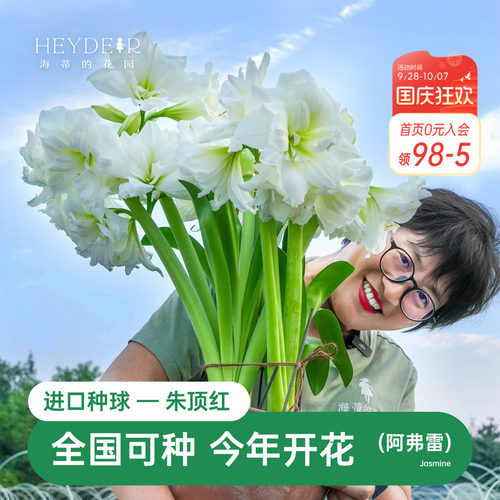 海蒂的花园朱顶红进口种球重瓣阿弗雷白色室内阳台开花球根植物