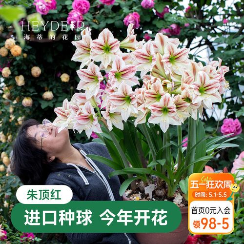 海蒂的花园阳台好养朱顶红种球