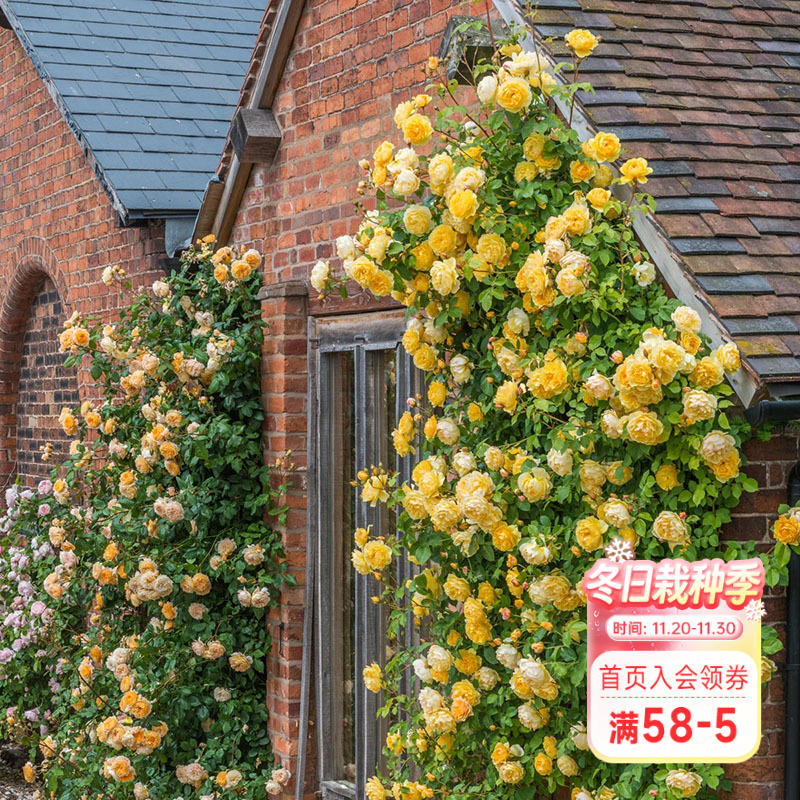 海蒂的花园爬藤庭院植物盆栽