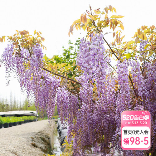 海蒂的花园多花紫藤爬藤花墙爆花