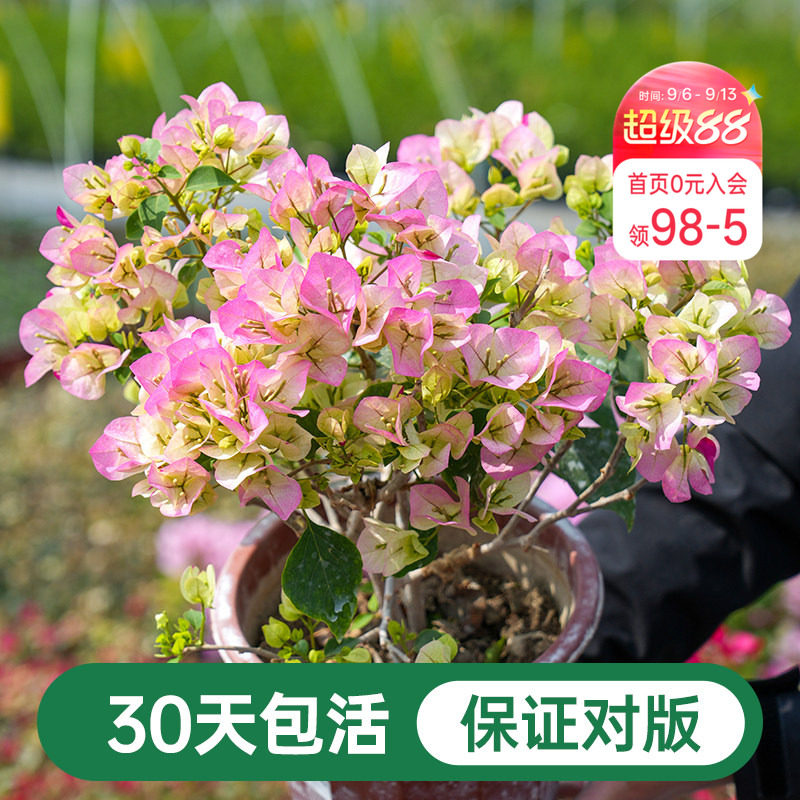 海蒂的花园三角梅盆栽爬藤灌木好养风景树植物阳台庭院花卉树苗图片