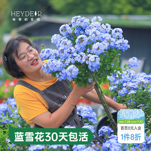 海蒂的花园蓝雪花盆栽耐热阳台可爬藤四季好养易活花卉植物室内花