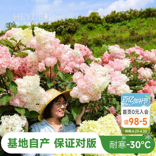 海妈北方耐寒耐旱植物花卉盆栽