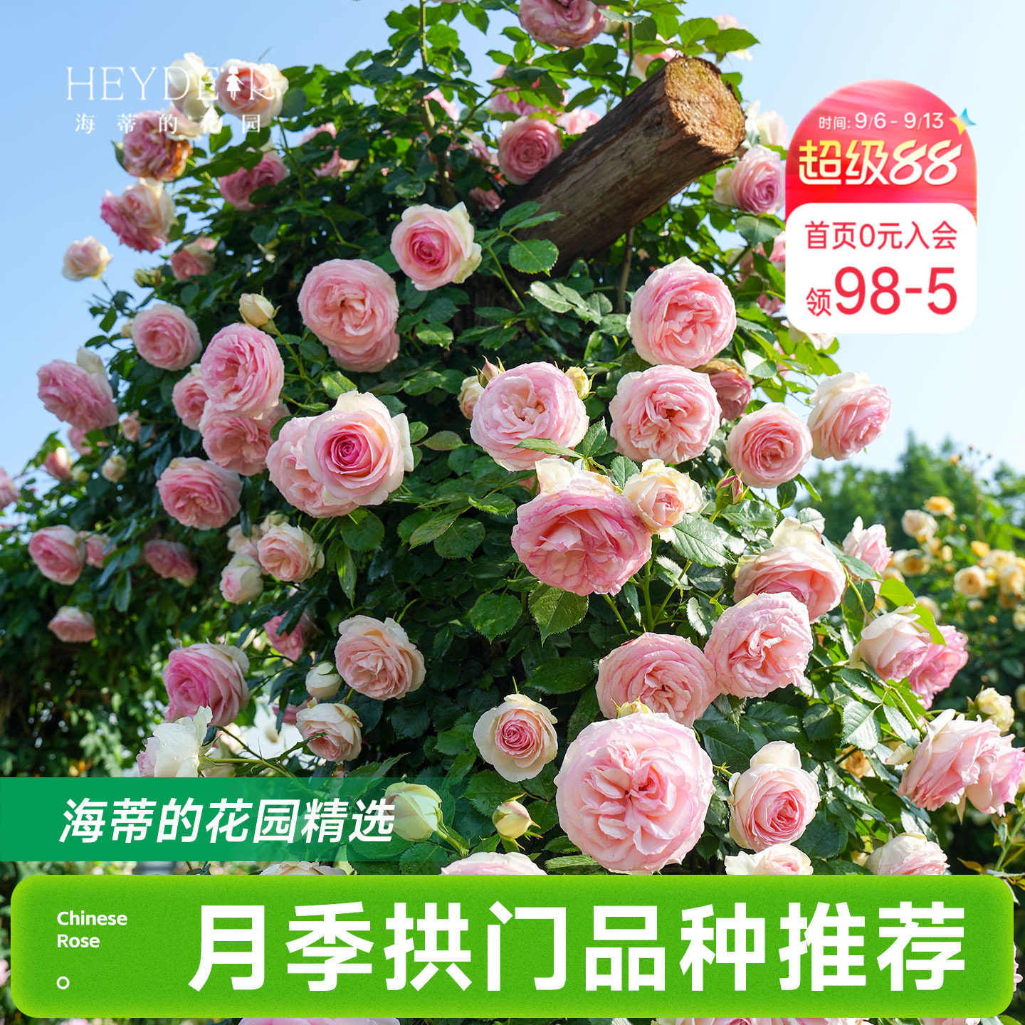 海蒂的花园月季花苗爬藤拱门玫瑰庭院地栽蓝色阴雨粉色龙沙宝石