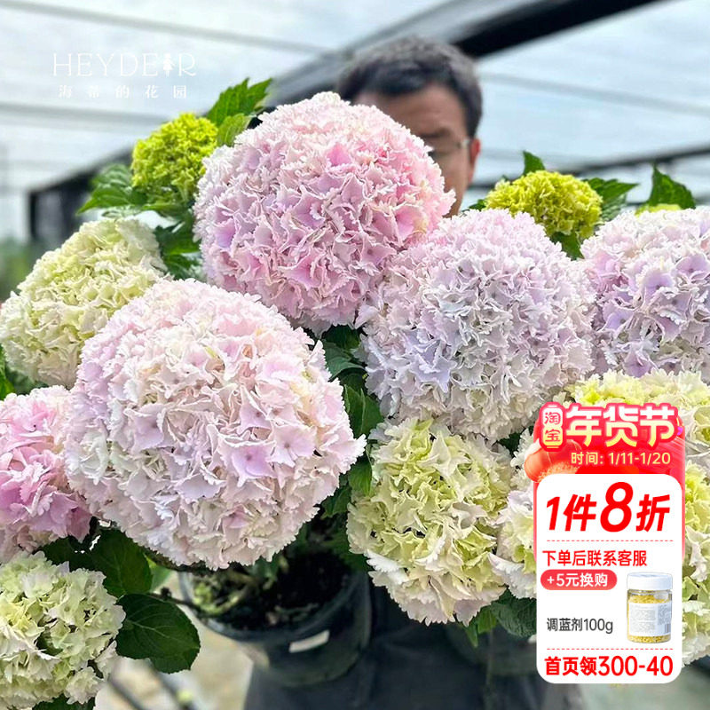 海蒂的花园魔幻海洋大花绣球魔幻系列庭院阳台露台花卉植物盆栽苗,鲜花速递/花卉仿真/绿植园艺,绣球/木绣球/木本植物,淘宝优惠券,粉丝福利购,淘宝优惠卷