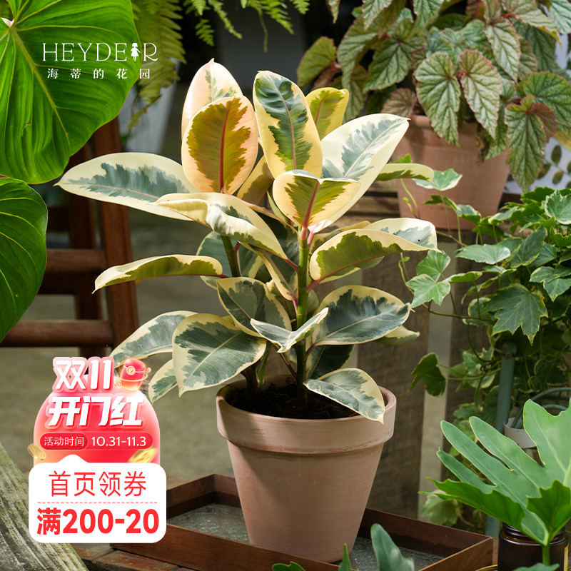 橡皮树桌面客厅观叶绿植