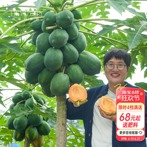 海蒂的花园 水果木瓜树苗盆栽苗南方种植庭院盆栽地栽果树果苗