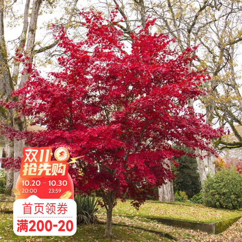 海蒂的花园 红叶枫树苗庭院园林景观风景树室外地栽盆栽观叶植物