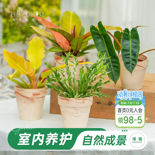 海蒂的花园蔓绿绒室内绿植带陶盆