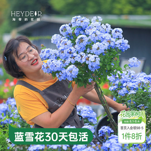 海蒂的花园蓝雪花盆栽耐热阳台可爬藤四季好养易活花卉植物室内花