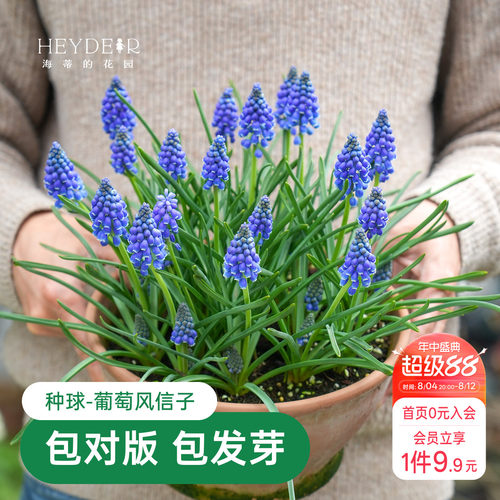海蒂的花园葡萄风信子球根花卉