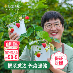 结果原土原盆红颜奶油 多季 海蒂 花园草莓苗盆栽苗秧种子秋冬季