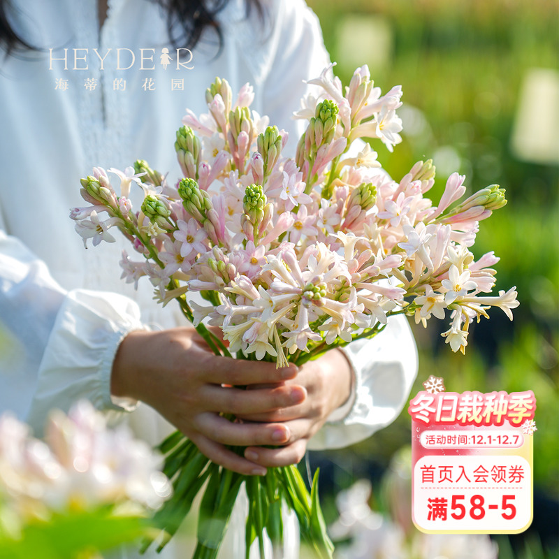 海蒂的花园晚香玉种球月下香夜来香庭院露台室外阳台盆栽花卉植物