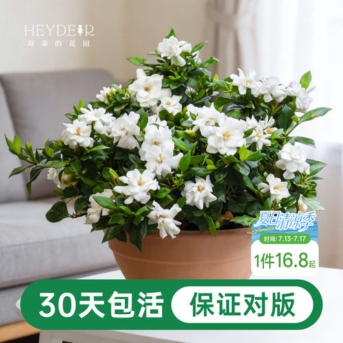 海蒂的花园栀子花盆栽树苗开花浓香花卉植物庭院阳台常绿植物