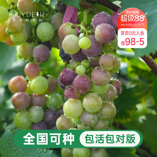葡萄树苗盆栽寒香蜜庭院地栽耐寒阳光玫瑰巨峰圆叶种植爬藤大果苗