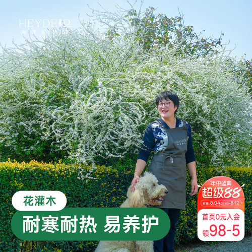 海蒂的花园雪柳鲜枝喷雪花树苗黄金喷泉绣线菊耐寒耐冻灌木植物
