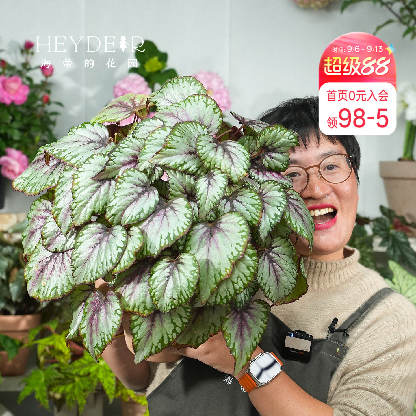 海蒂的花园秋海棠盆栽竹节海棠阳台室外室内客厅桌面绿植观叶植物图片