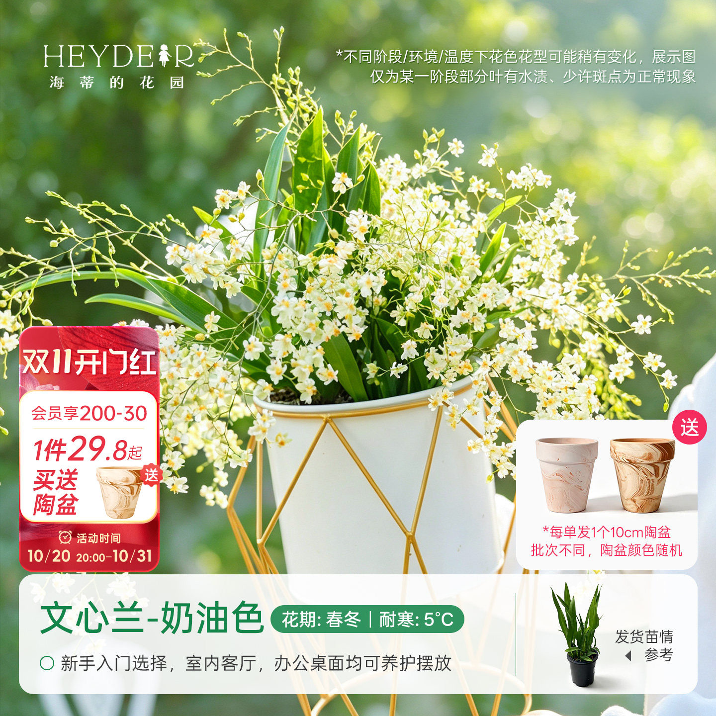 海蒂的花园成都总店文心兰盆栽兰花室内桌面绿植花卉植物好养海妈