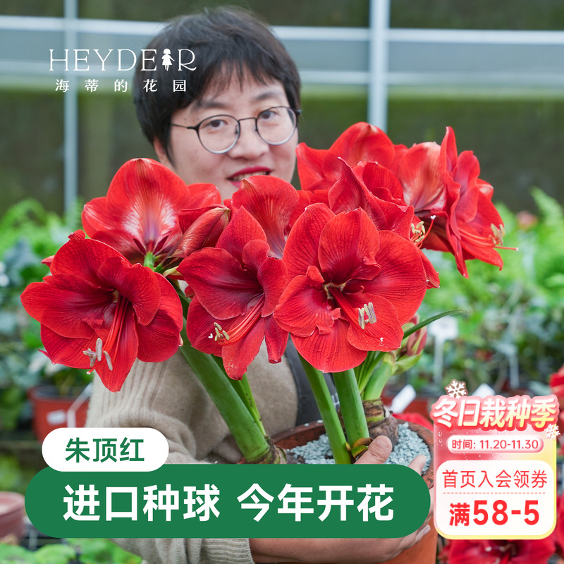 海蒂的花园成都总店朱顶红进口种球重瓣盆栽【30天包活保证对版】