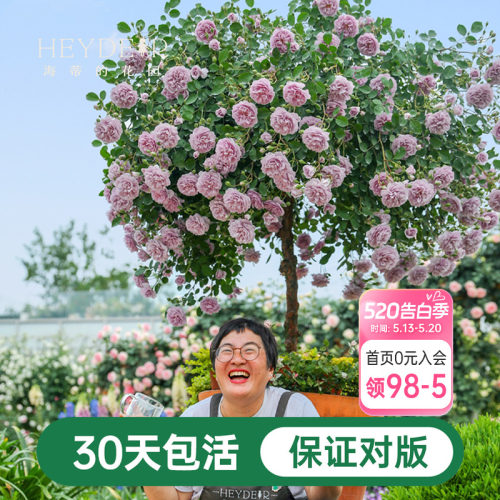 海蒂的花园蓝色阴雨爬藤月季四季阳台庭院垂吊花卉植物盆栽花苗