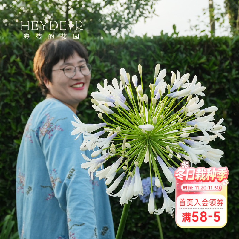 海蒂的花园百子莲圣母皇太后多年生植物阳台庭院花卉植物盆栽