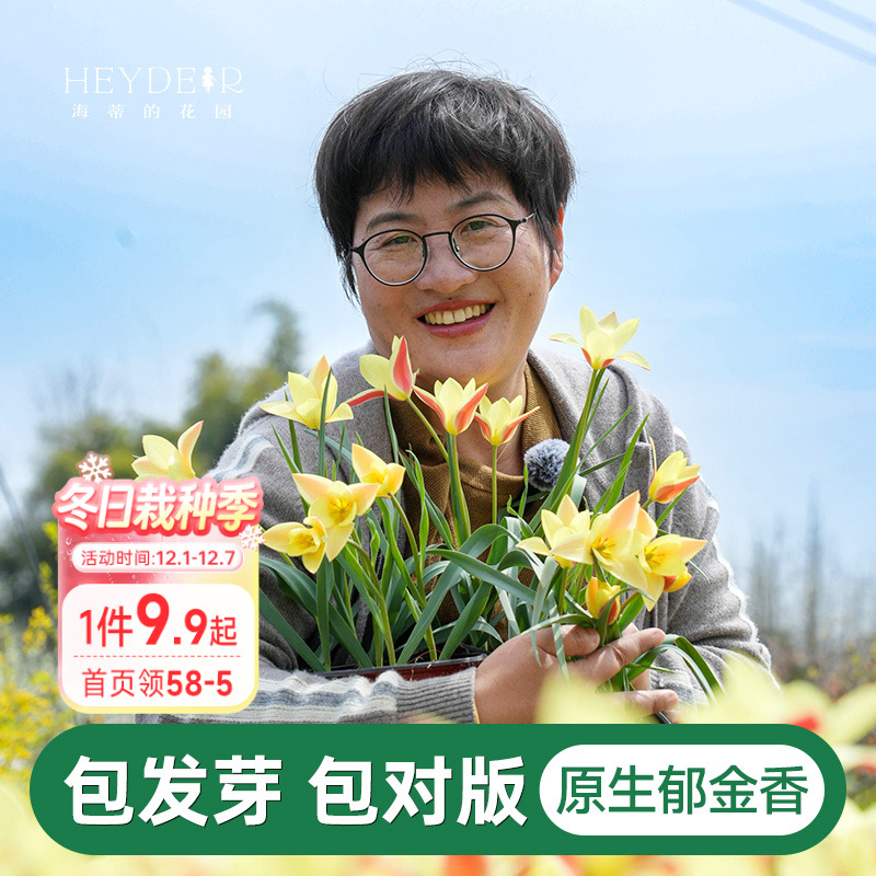 海蒂的花园迷你小花原生郁金香