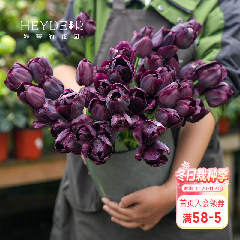 早春开花精灵新手好养郁金香