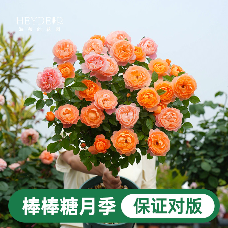 海蒂的花园棒棒糖月季花苗盆栽果汁阳台蓝色阴雨开花植物四季花卉
