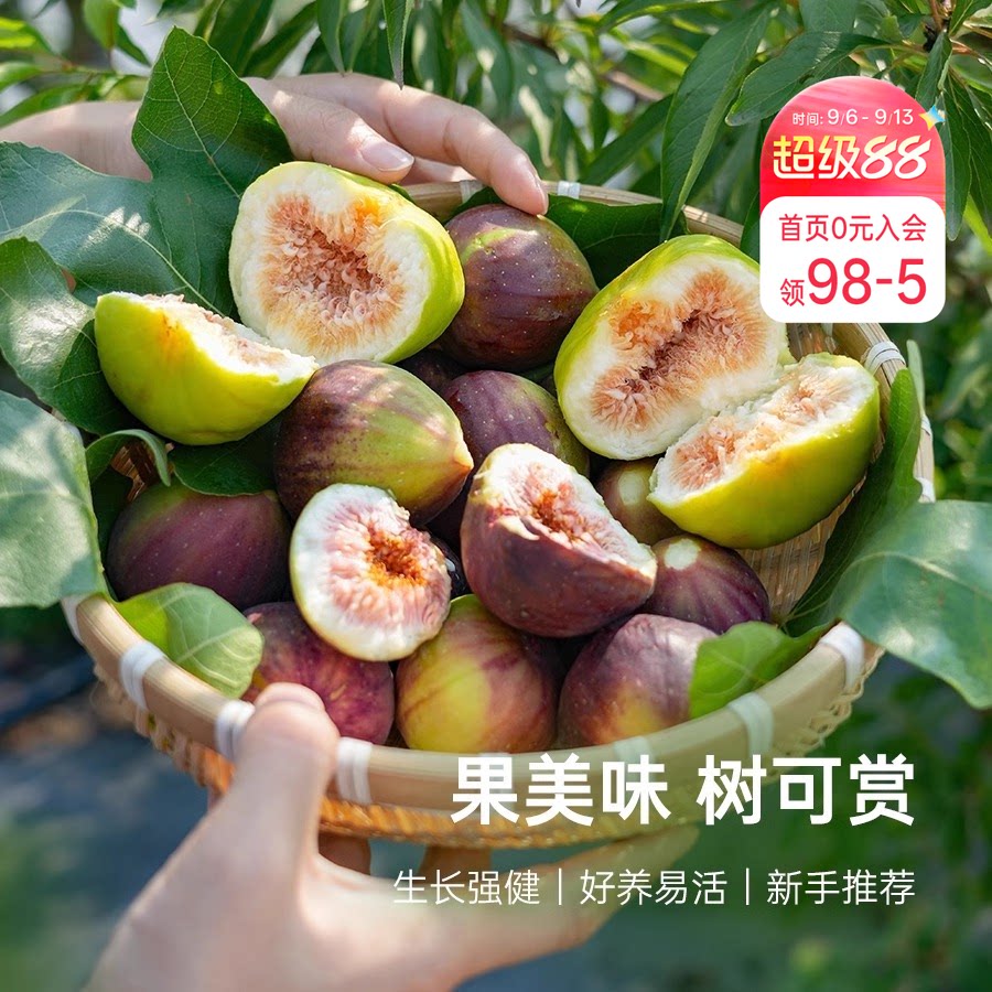 海蒂的花园无花果树果苗盆栽庭院家庭地栽水果树苗好种易养