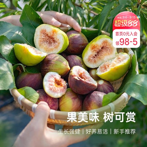 海蒂的花园无花果树果苗盆栽庭院家庭地栽水果树苗好种易养