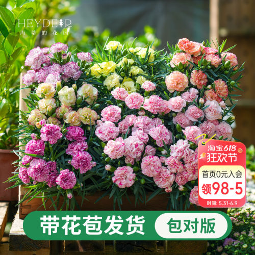 海蒂的花园康乃馨盆栽花苗阳台庭院花卉植物初吻少女母亲节礼物