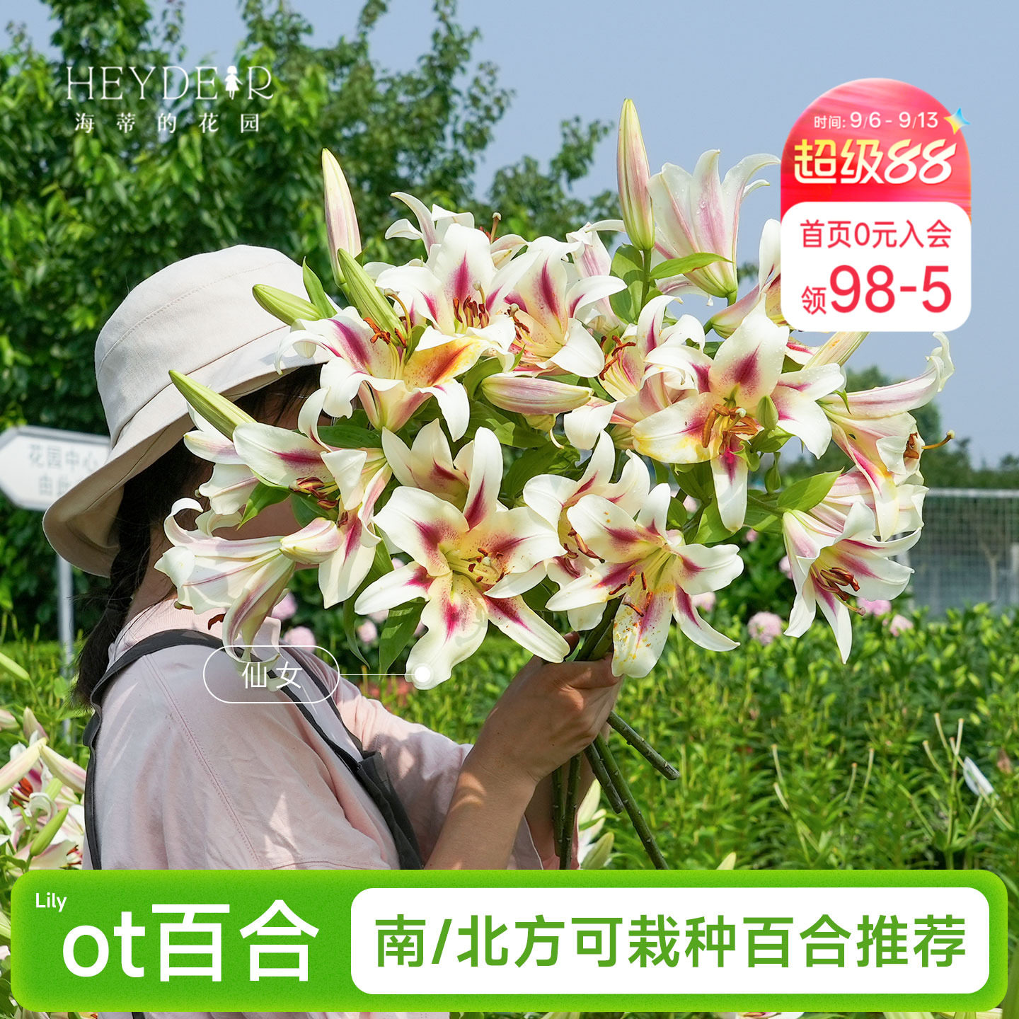 OT百合种球品种推荐进口球根图片