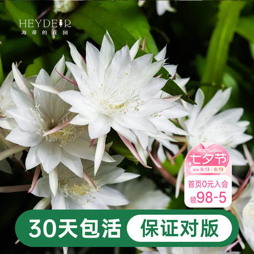 海蒂的花园昙花好养有香味花卉