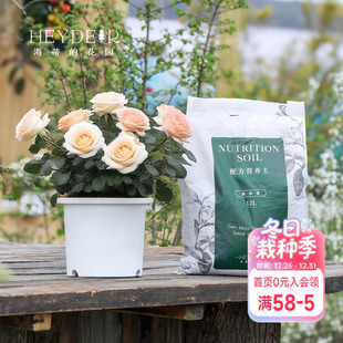 海蒂 花园养花种菜通用专用配方土花盆换盆养护套餐