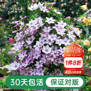 海蒂的花园铁线莲盆栽苗乌托邦倒影银币铃铛爬藤栅栏阳台花卉海妈