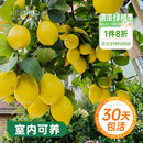 花园 海蒂 香水柠檬树苗脆皮金桔盆栽桔子树枇杷盆栽南方果树苗