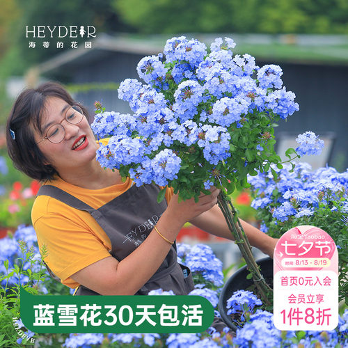 海蒂的花园蓝雪花盆栽耐热阳台可爬藤四季好养易活花卉植物室内花