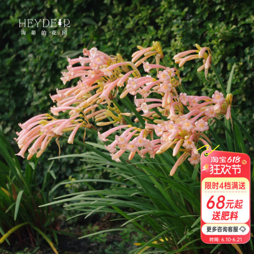 海蒂的花园种球可爱秋冬垂筒花
