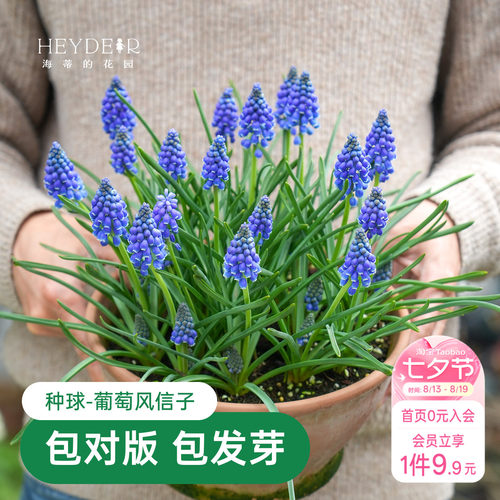 海蒂的花园葡萄风信子球根花卉