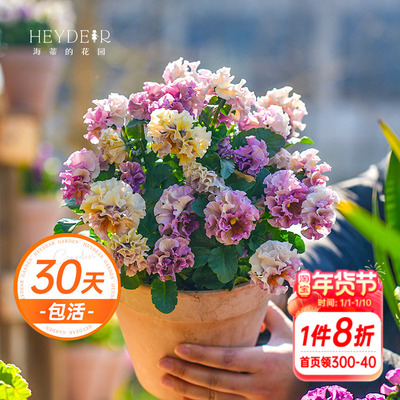 角堇冬春阳台盆栽花卉