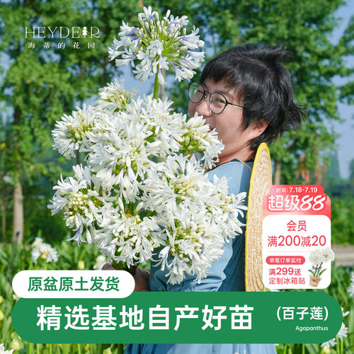 海蒂的花园百子莲圣母皇太后多年生植物阳台庭院花卉植物盆栽