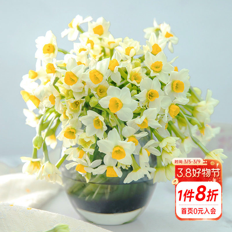 海蒂的花园漳州水仙种球花盆栽水养水培盆冬季室内阳台开花有香味