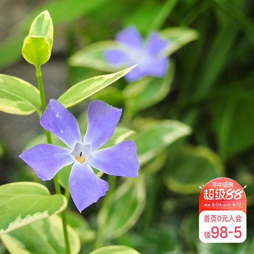 紫色小花垂吊花卉阳台盆栽苗