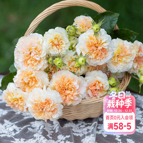 海蒂的花园爬藤红色月季盆栽