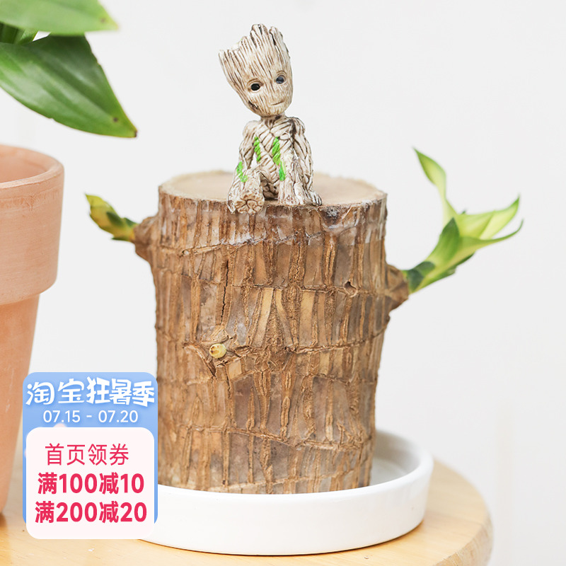 巴西木室内懒人植物桌面水培