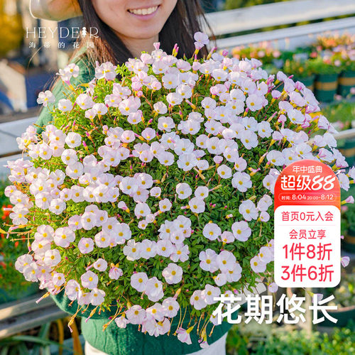 海蒂的花园成都总店酢浆草盆栽苗易开花阳台栽种庭院花卉植物海妈